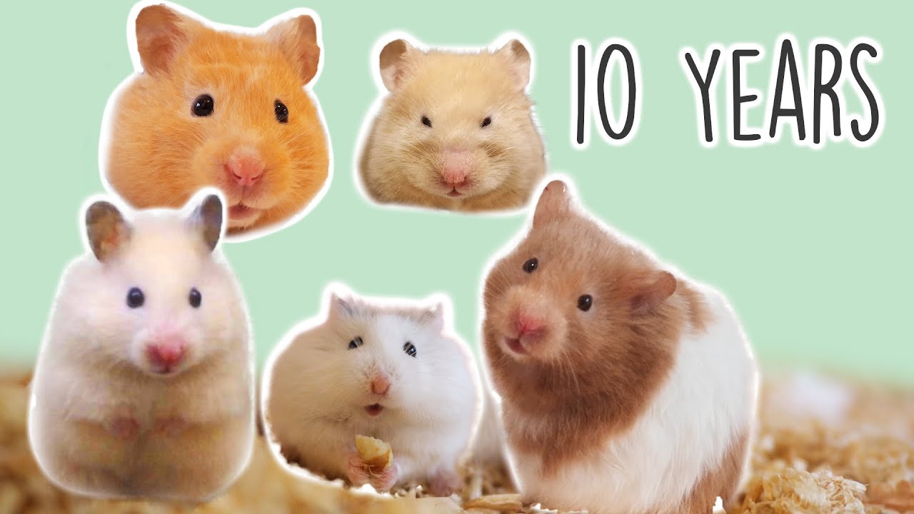 Why Hamster is my Cutest pet | 2010-2020 Best Moments