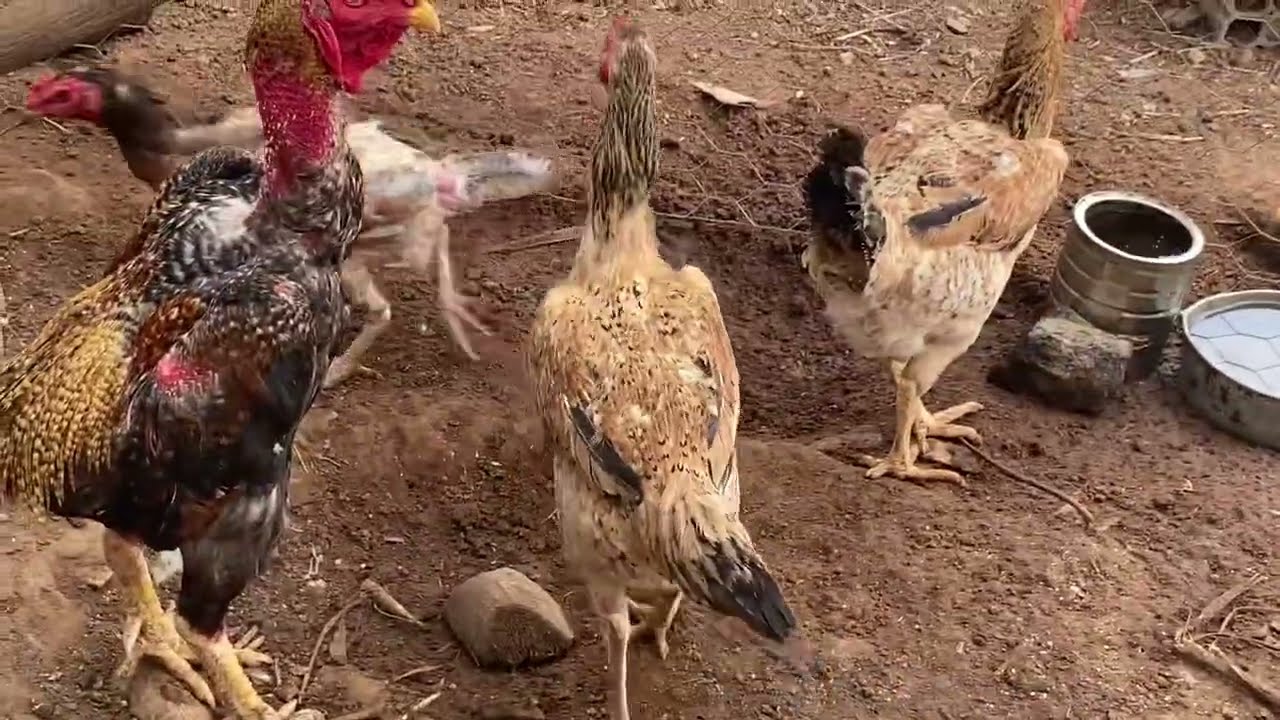 Ovos chocado atualização 