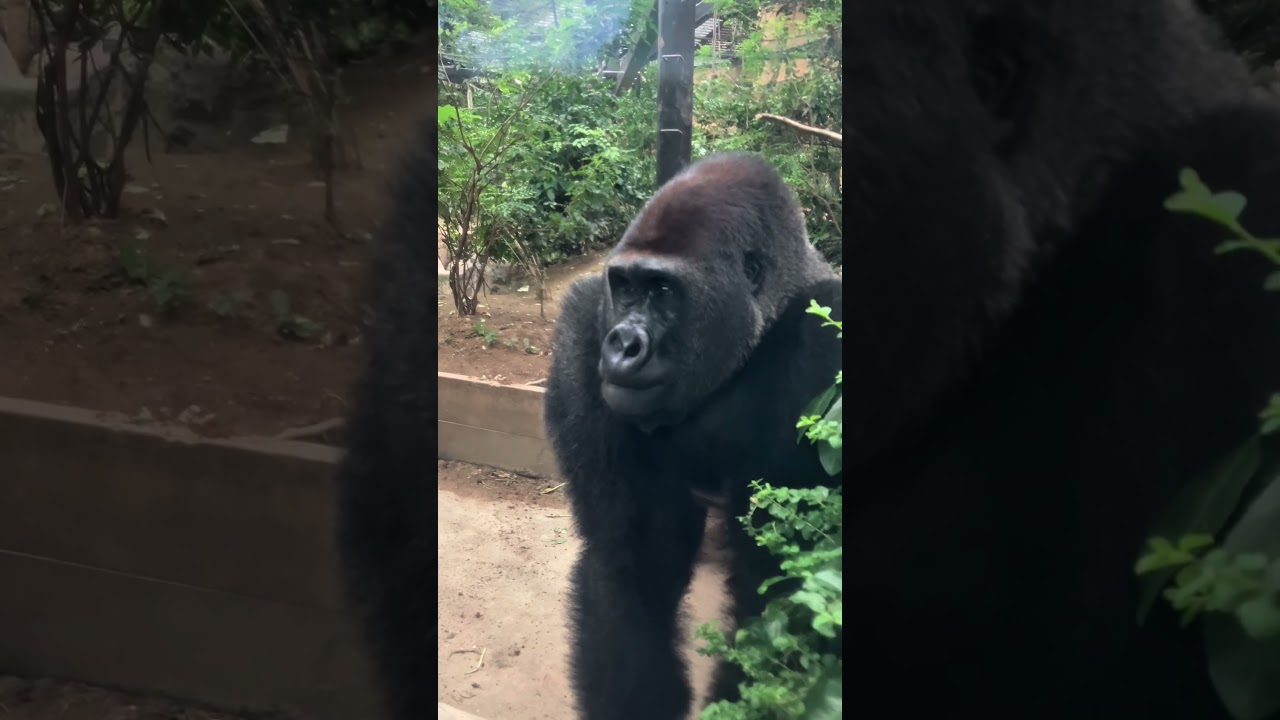 Niesamowity fanserwis od &bdquo;Gorilla&rdquo; Gentaro 💙 Dziękujemy za pokazanie nam z bliska swojej uroczej ...