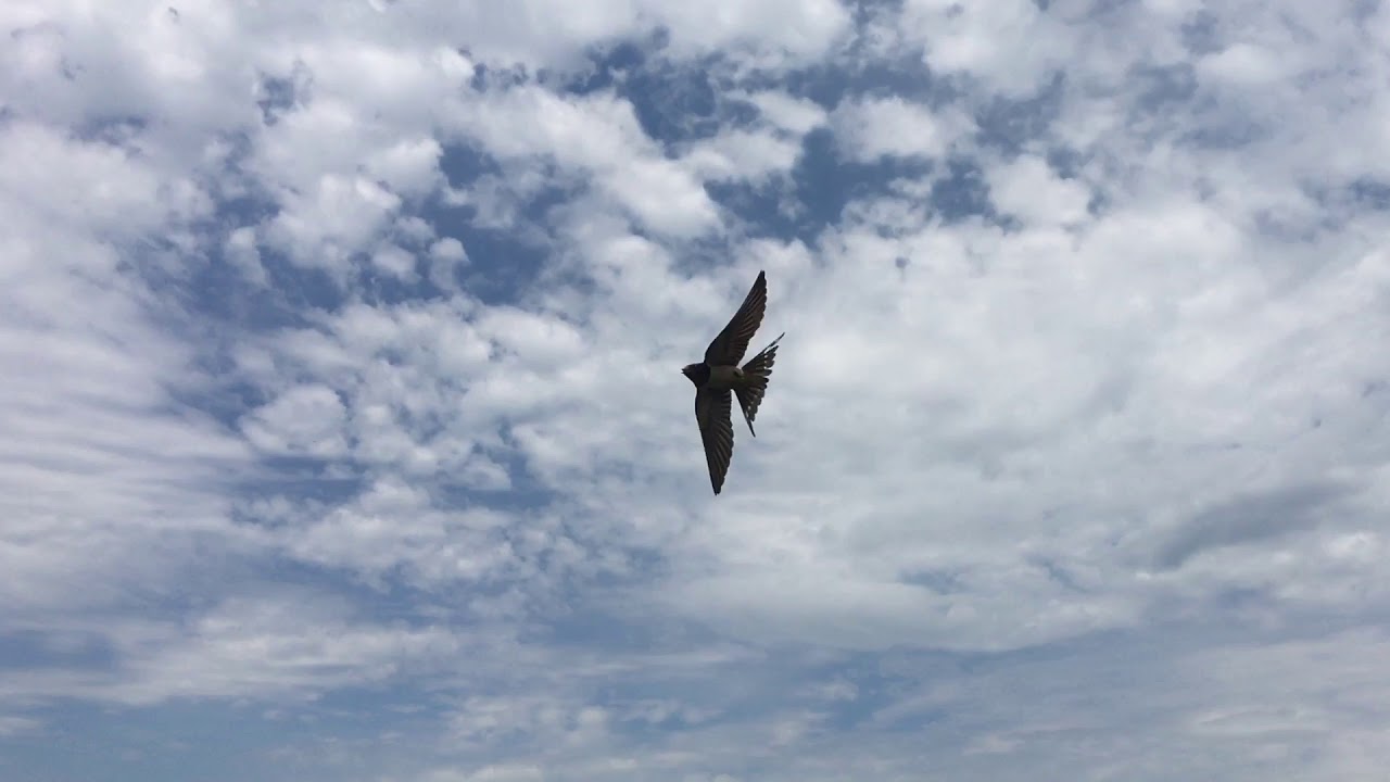 Barn Swallow ATTACK!