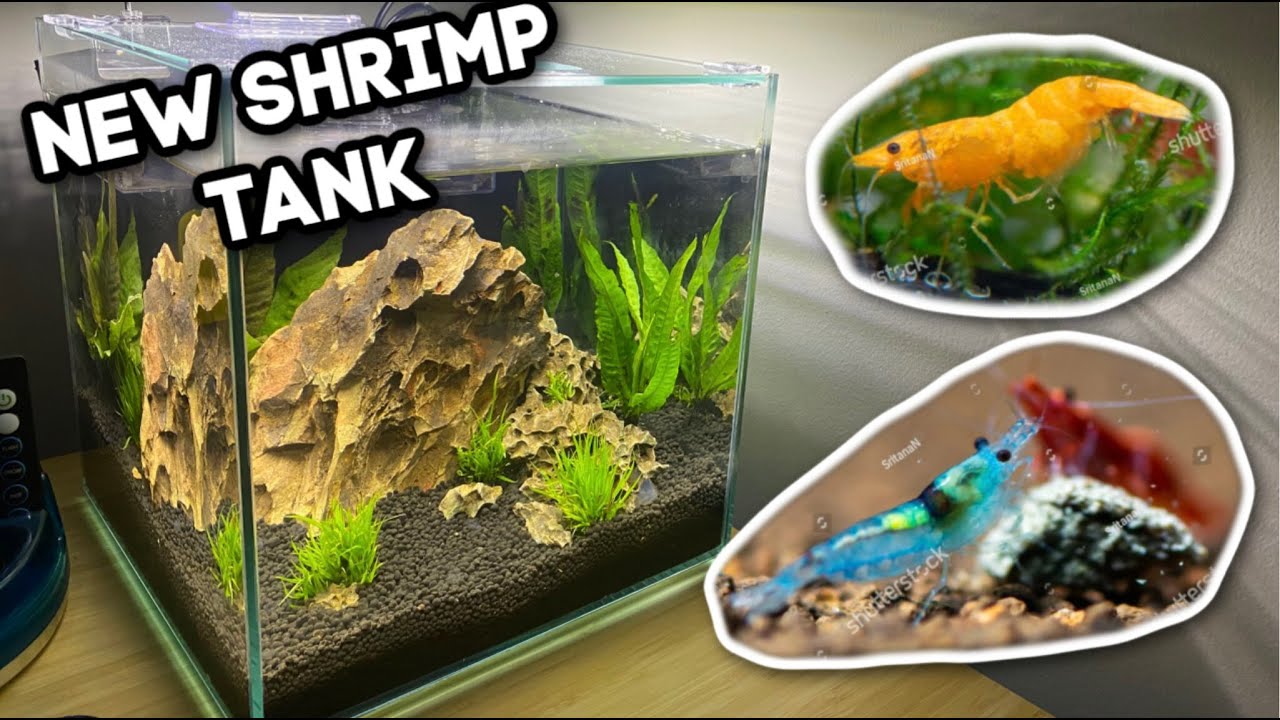 My New 3 Gallon Shrimp Tank Setup!!