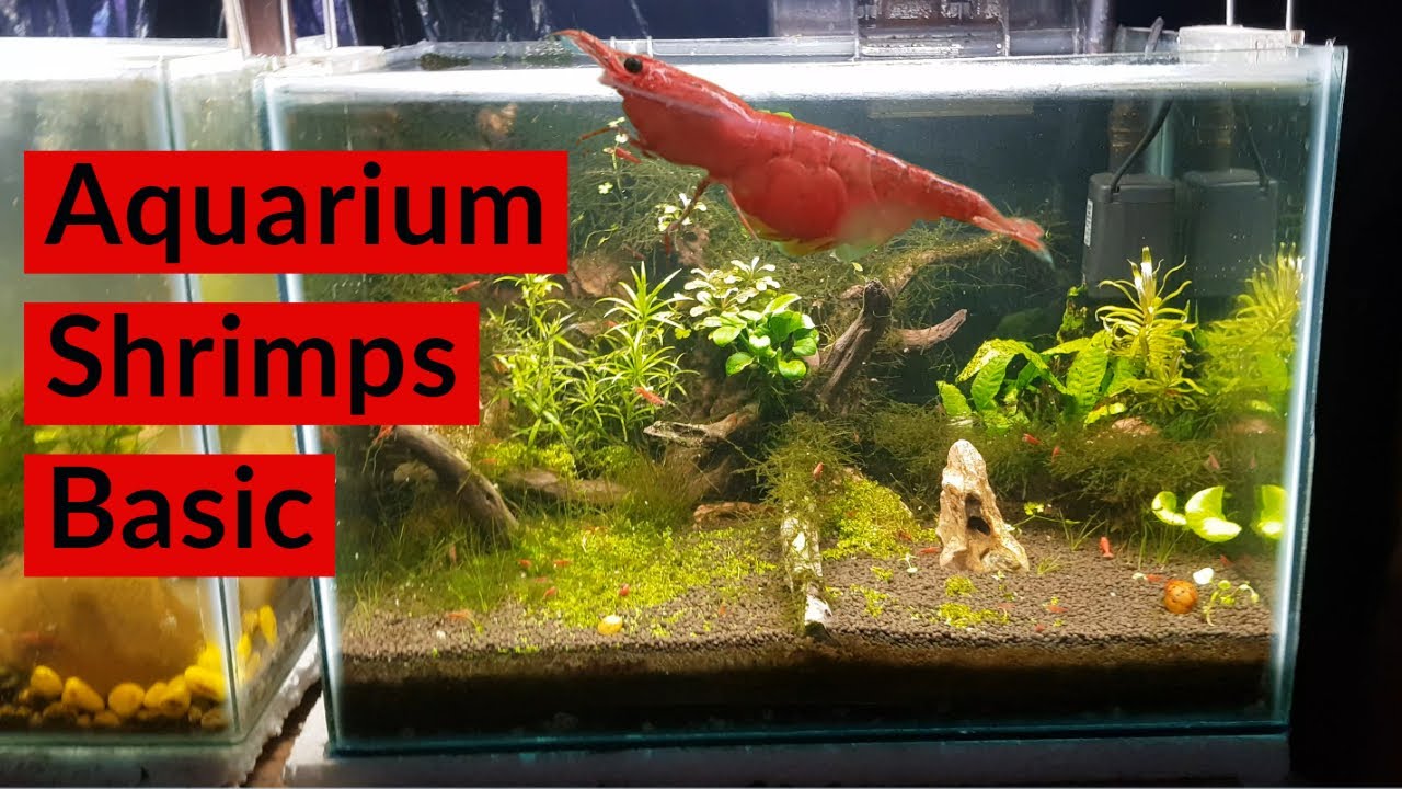 Basic Guide Of Freshwater Shrimp | How To Keep Shrimp In Planted Tank | All About Aquarium Shrimps