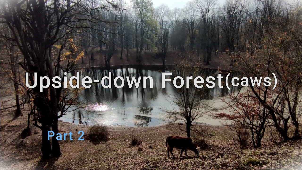 Upside-Down Forest (Caws)