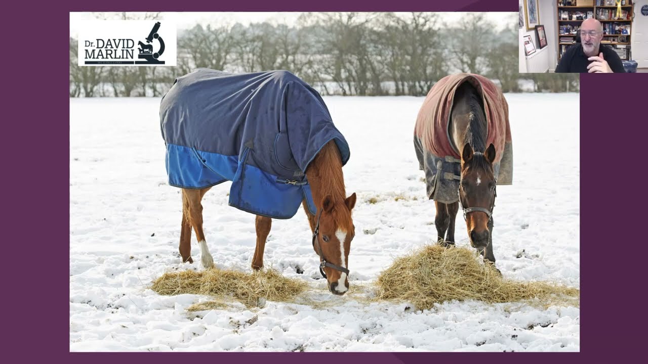 Winter Horsecare - The TOP Winter Health Care Tips for your horse's welfare - Dec '22