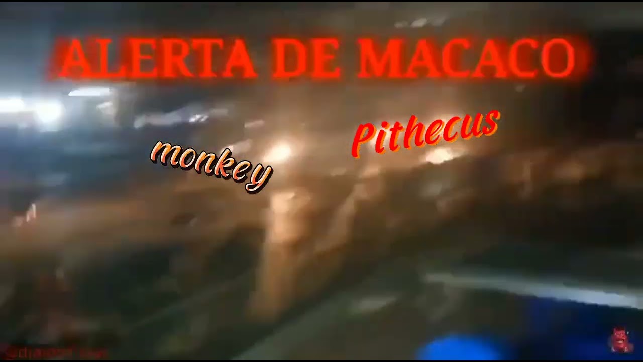 edit macaco