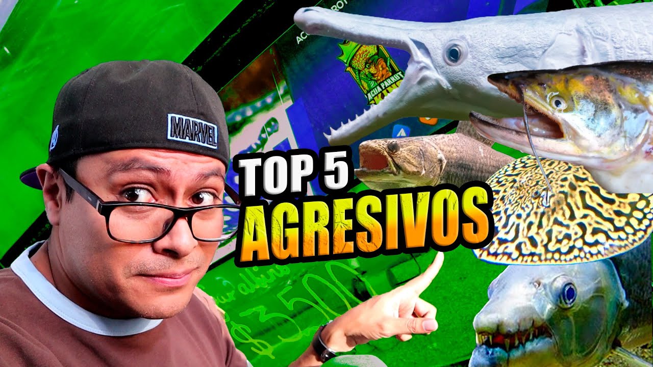 Top 5 Peces MAS Agresivos que Actualmente tengo en mi Acuario