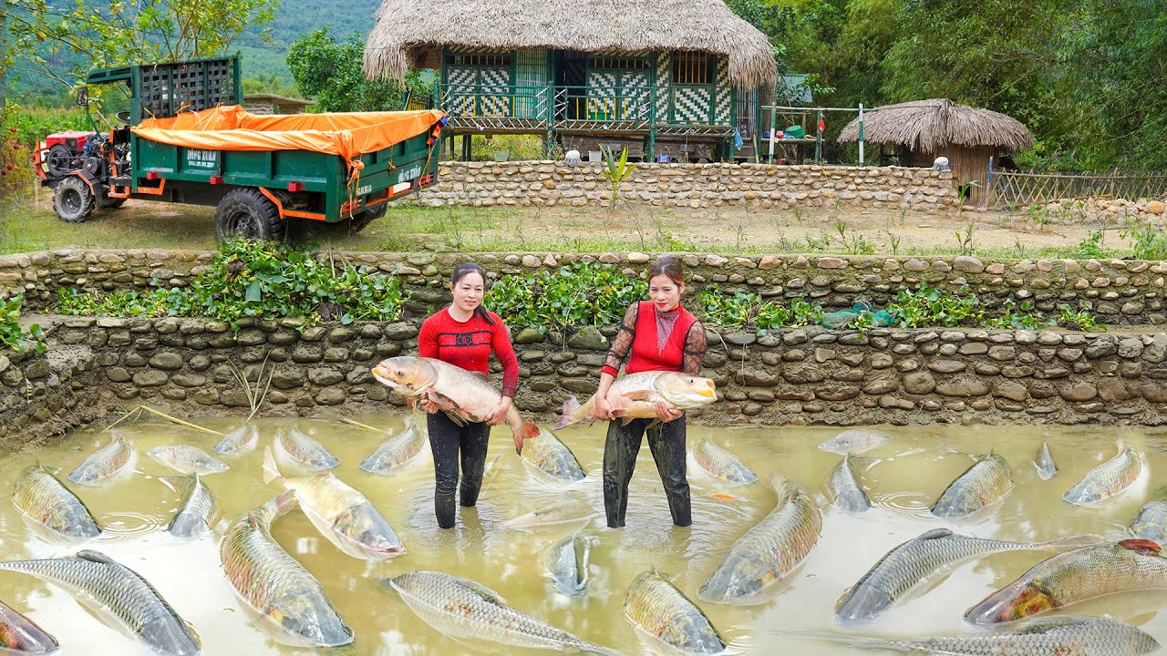 Use Truck To Harvesting Many Big Fish At Thao's Fish Pond Goes To Countryside Market Sell
