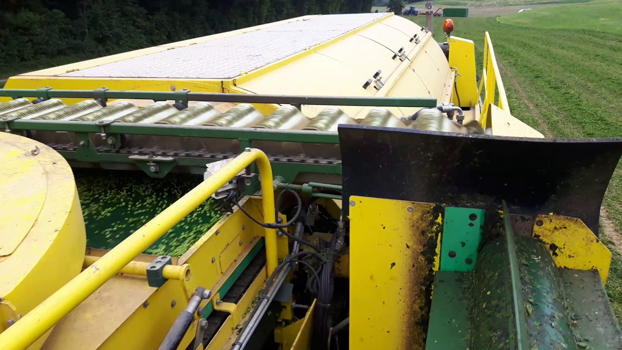 Frische Erbsen dreschen