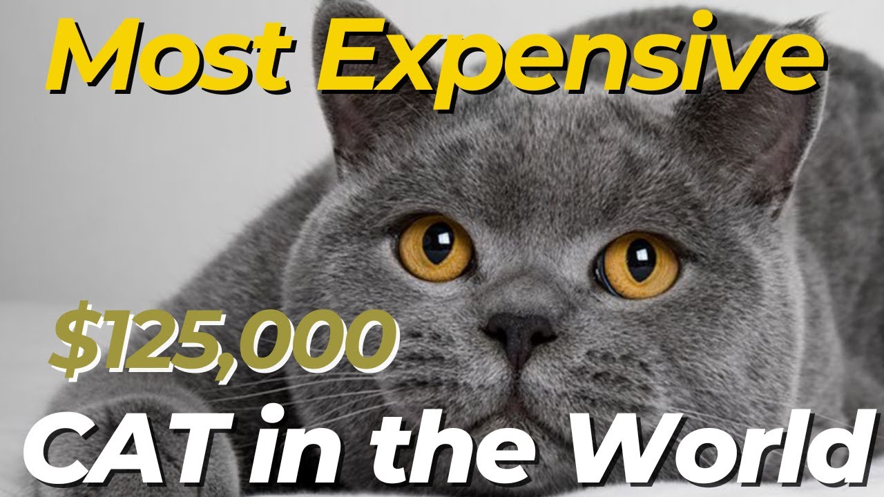 Top 10 Most Expensive  Cat Breeds In The World!