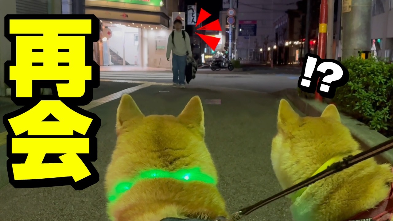 1日ぶりに兄と再会したら過去１甘えん坊の柴犬姉妹が可愛い