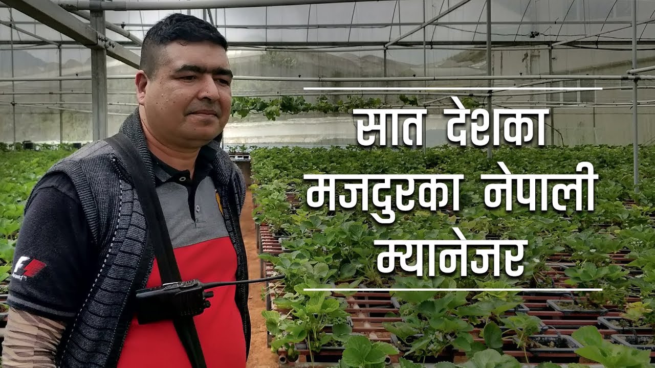 मलेसियामा तरकारी फलाउन सिकाउने नेपाली | Nepali who teaches vegetable farming in Malaysia