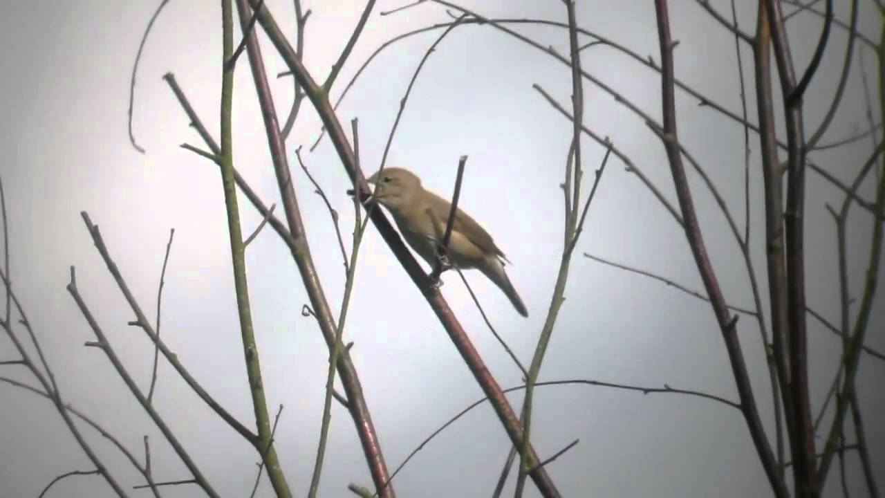 Garden Warbler at Banstead Woods