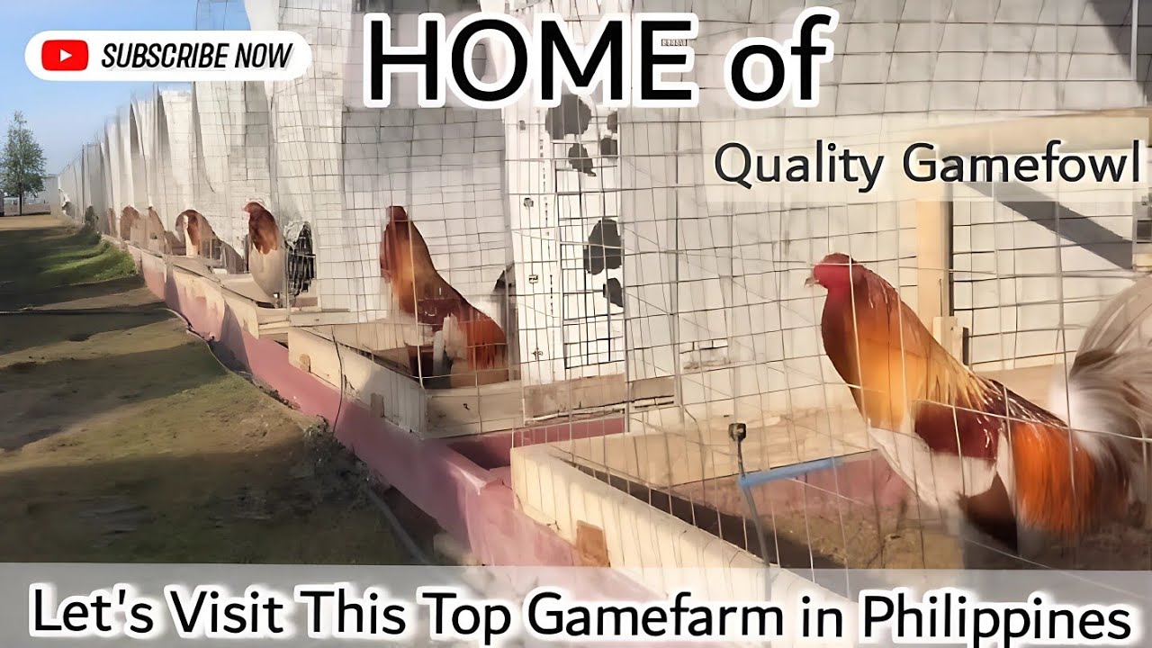 Episode 5: DIFFERENT GAMEFOWL FEATHERS /COLORS THAT EXISTS IN THIS ERA.