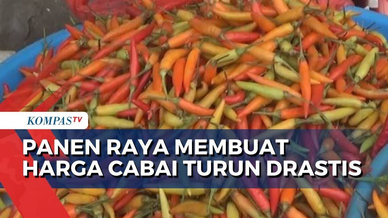 Panen Raya Buat Harga Cabai di Pasar Wamanggu Merauke Turun Drastis