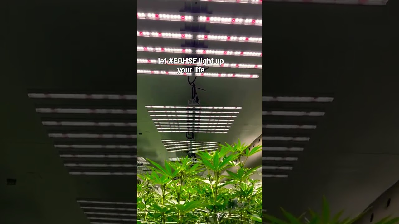 CANNABIS MARKET , 🌿☺🥵 3BROS GROW BRAND, #weed , #cannabisstrain #cannabis