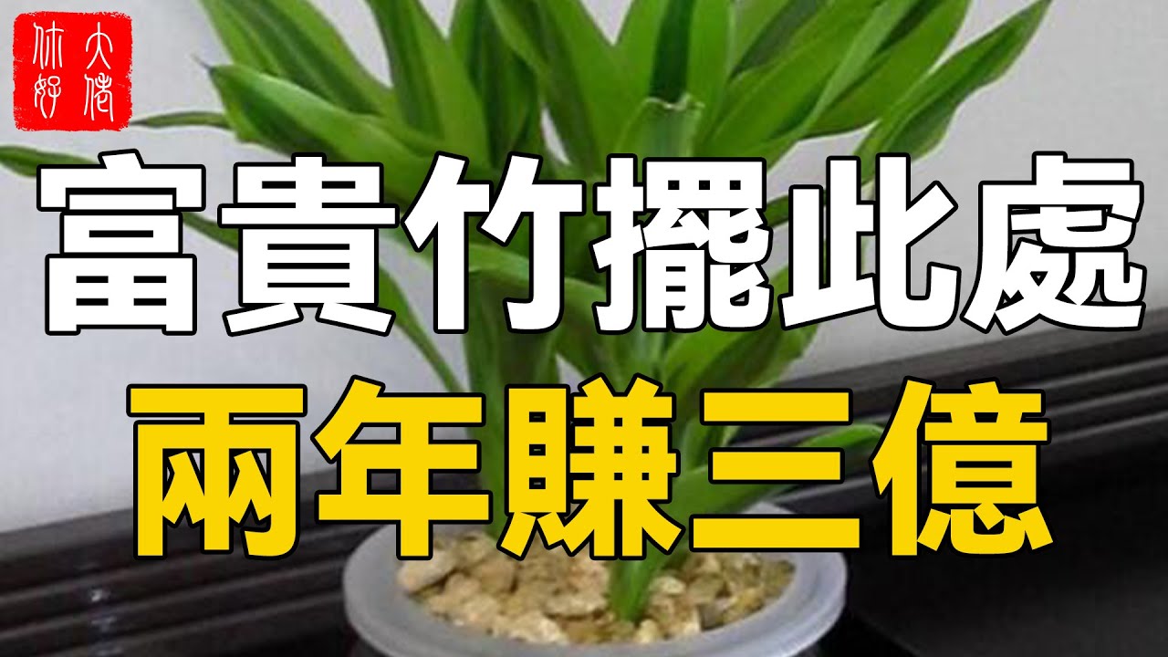 富貴竹擺此處，兩年賺三億，趕緊去試！