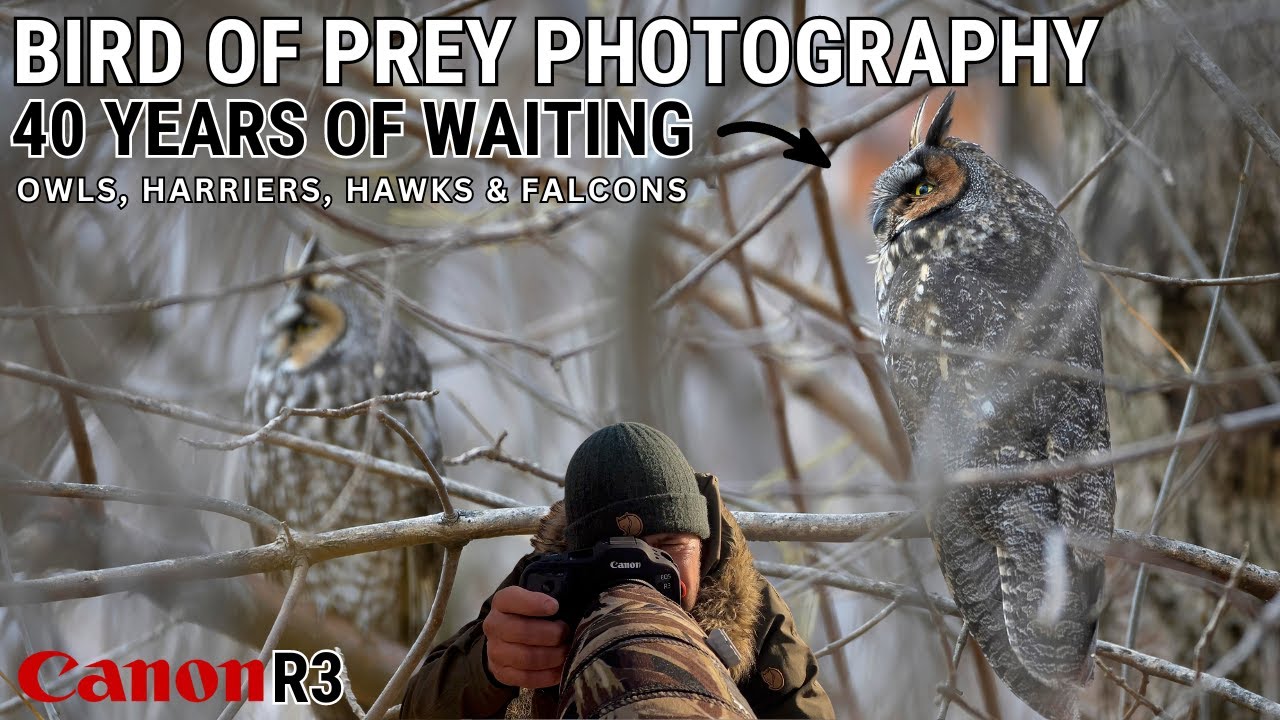 Bird Photography | Long Eared Owls, Harriers, Hawks & Falcons | Birds of Prey - Canon R3 | Canada