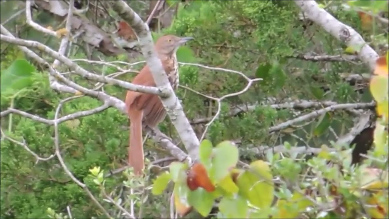 Cuicacoche Rojiso - toxostoma rufum