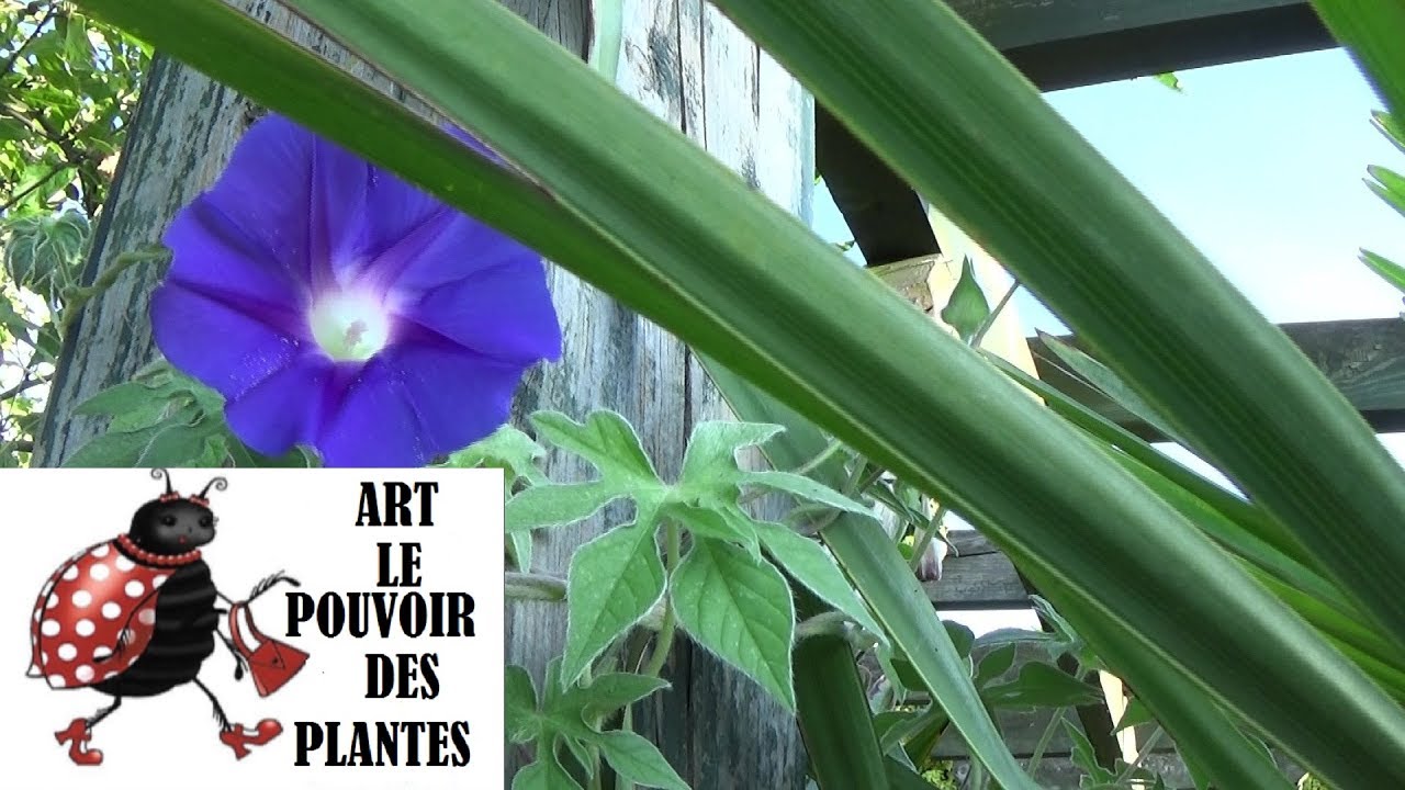 Jardinage: Ipomoea pubescens comment faire un semis d'ipomée à caudex: plante vivace