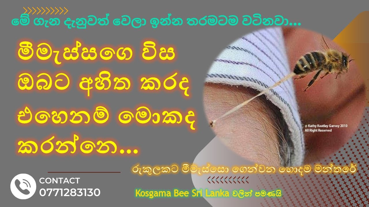 මීමැස්සාන්ගෙ විස ඔබට අහිත කරද? Is bee venom harmful to you? #beekeeping #srilanka #beekeeper