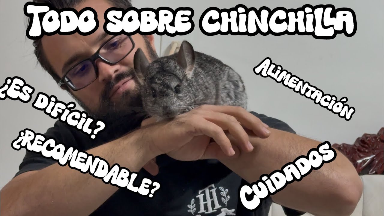TODO sobre CHINCHILLAS😰😱
