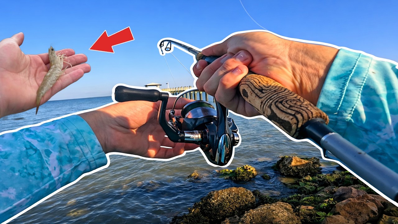 Multi-Species Fishing In Saltwater Using LIVE Shrimp