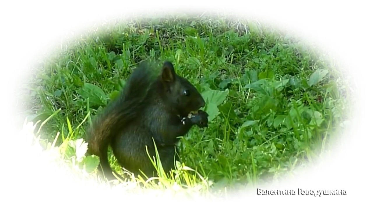 Берегите покой белочек Елагина острова! Little City squirrels.