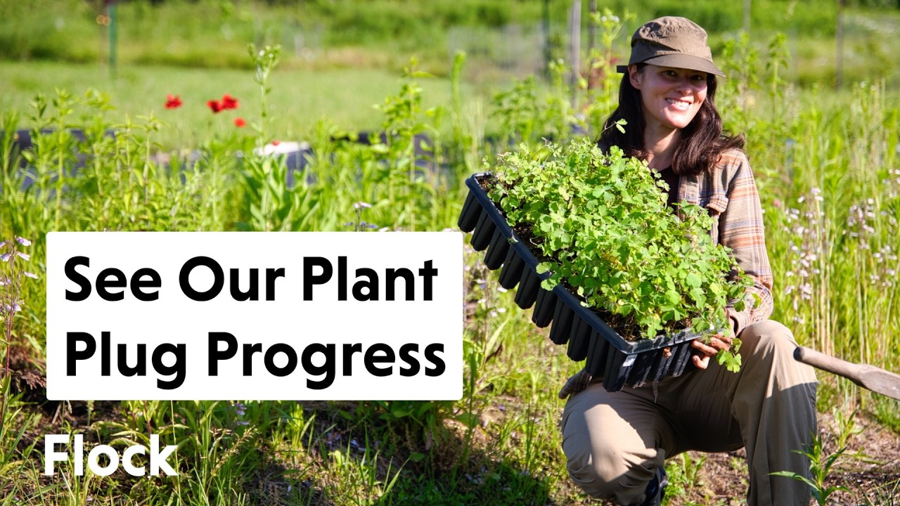 PLANTING PLUGS into a Massive COMPOST Pile — Ep. 312
