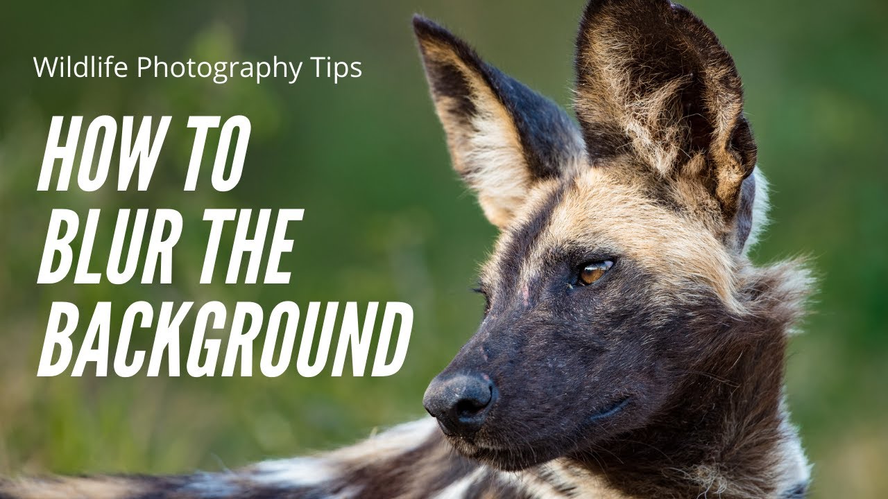 How to blur the background of your wildlife photographs | Wildlife photography tips for beginners