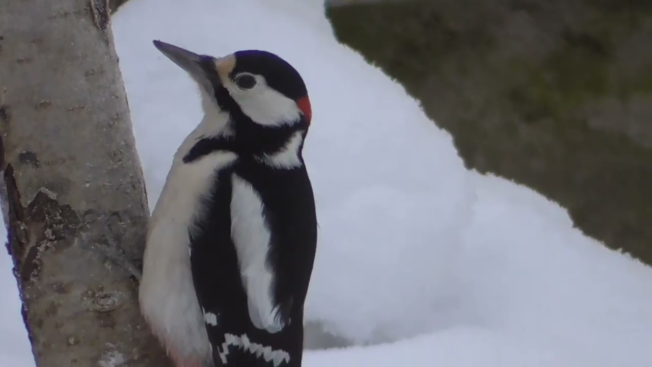 GREAT SPOTTED WOODPECKER. FLAGGSPETT. NORWAY.  NORGE. FEB 16.
