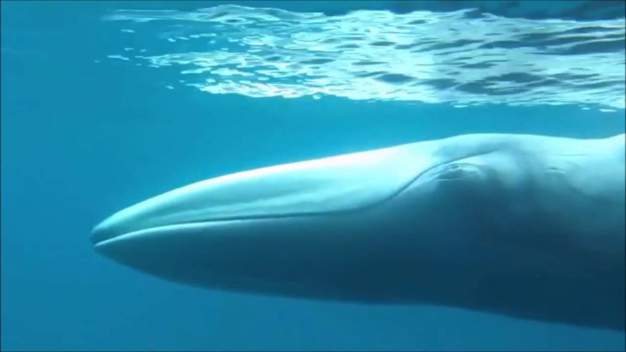 Omura's whale - The first film in history 2015