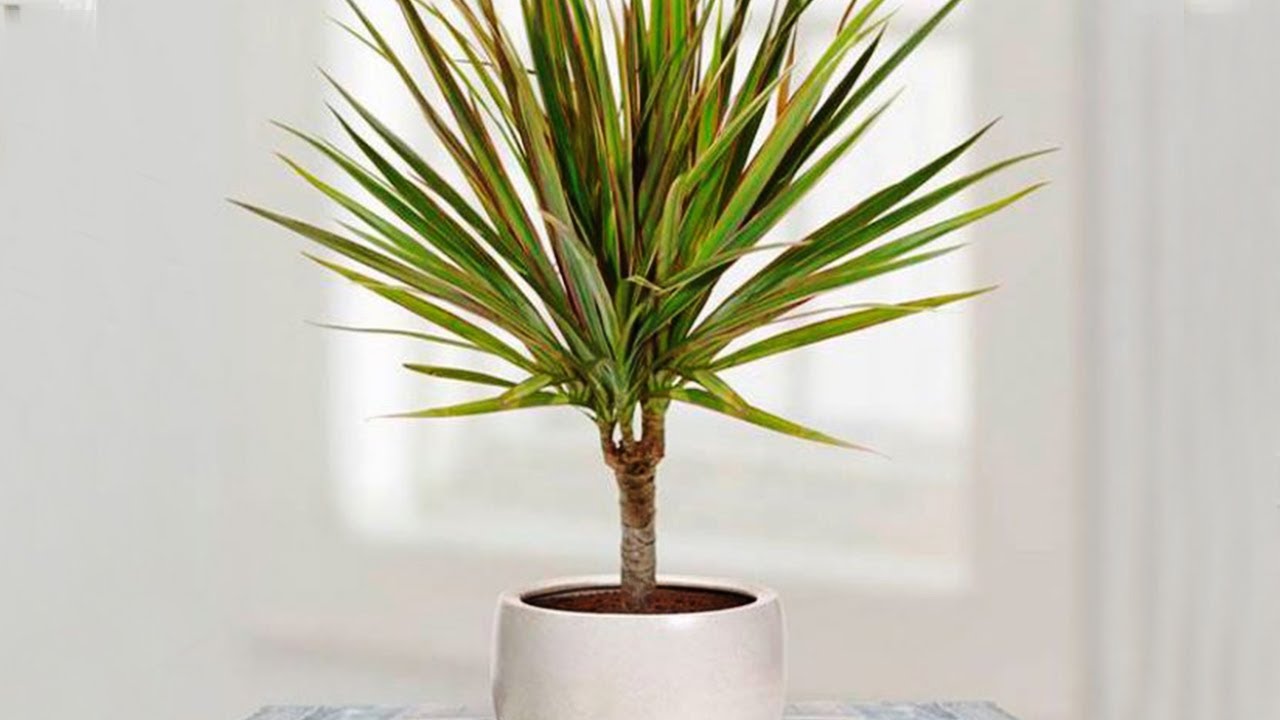 How to propagate DRACAENA MARGINATA from cuttings | DRAGON TREE care