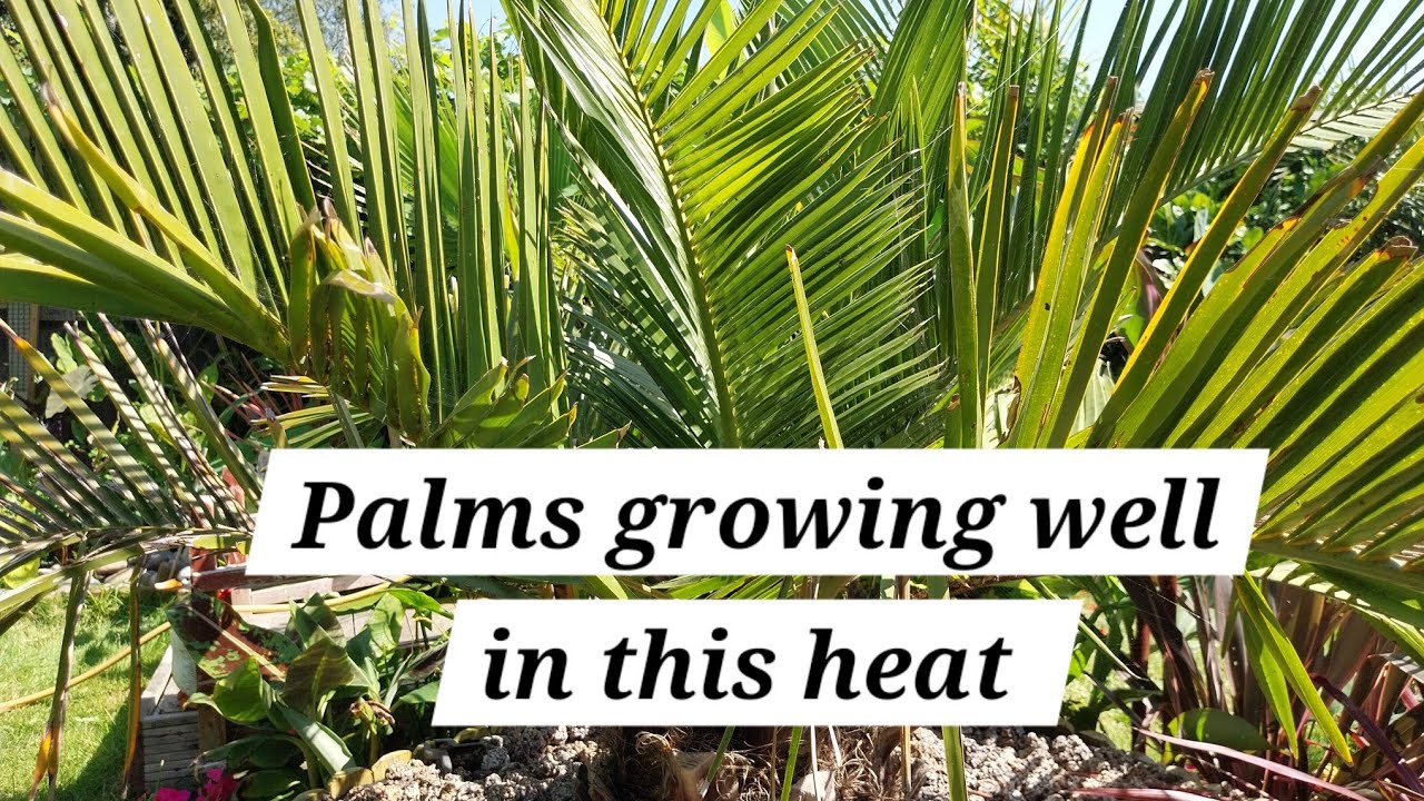 Palm tree tour in my UK garden