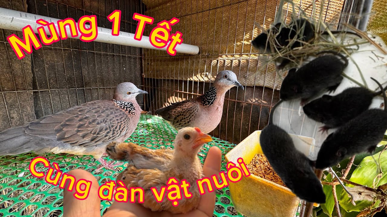 Mùng 1 Tết cùng đàn vật nuôi và thật vui vì có đàn chuột con vừa mới đẻ / gà kiểng miền Tây 
