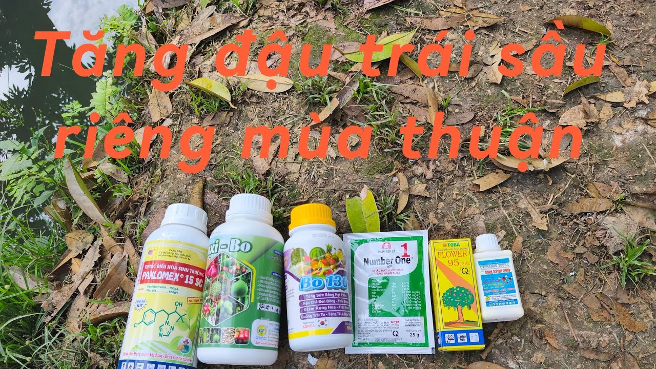 # 177 Mùa thuận tăng đậu trái SR có gì khác không 