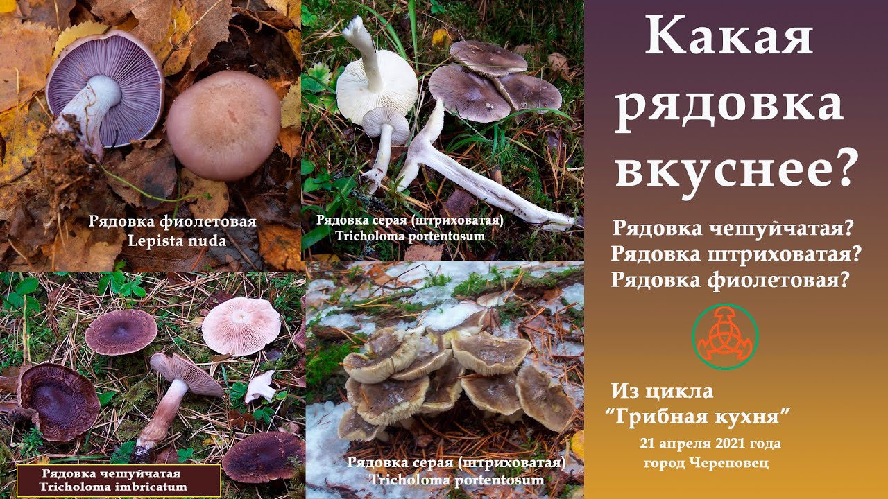 Какая рядовка вкуснее? ...Рядовка чешуйчатая? Рядовка штриховатая? Рядовка фиолетовая?