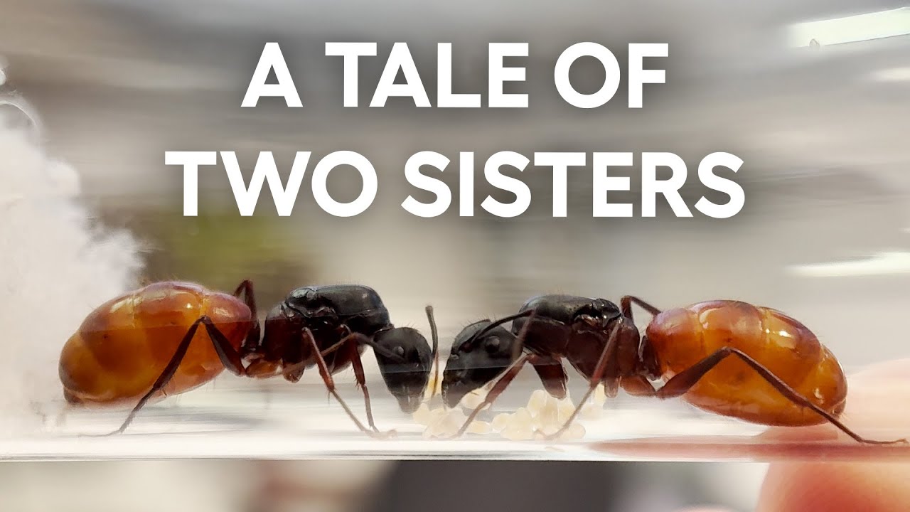 I caught some MASSIVE ant queens and started a colony