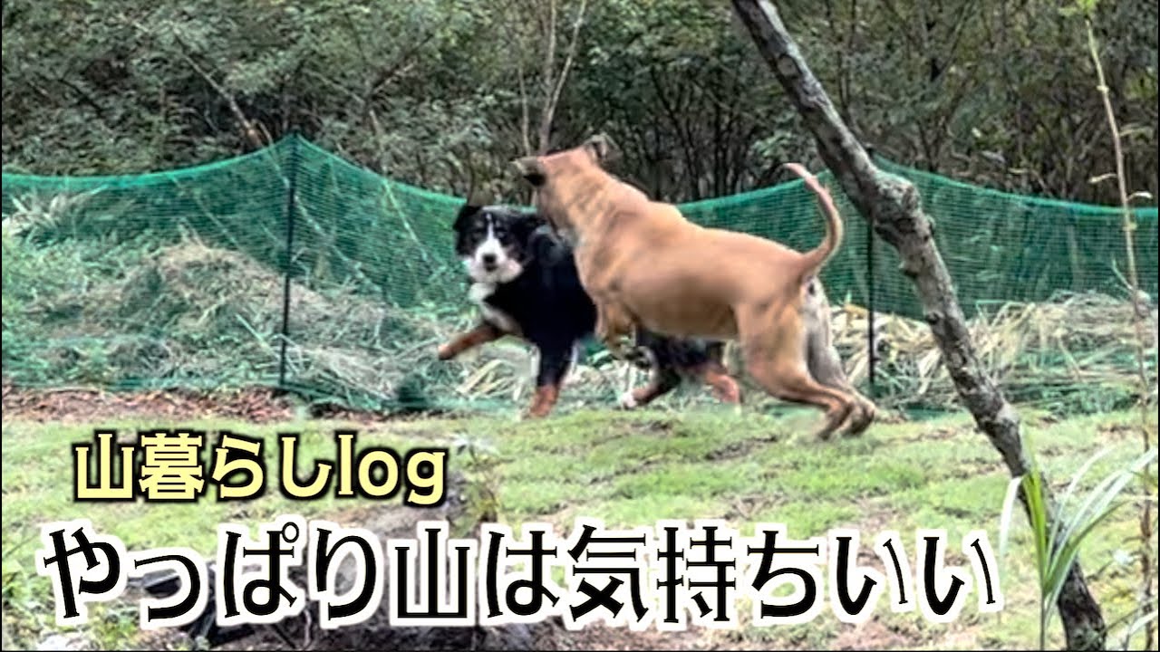山暮らしは気持ちいいね【アデル・ロイ・レンの山暮らし#1】