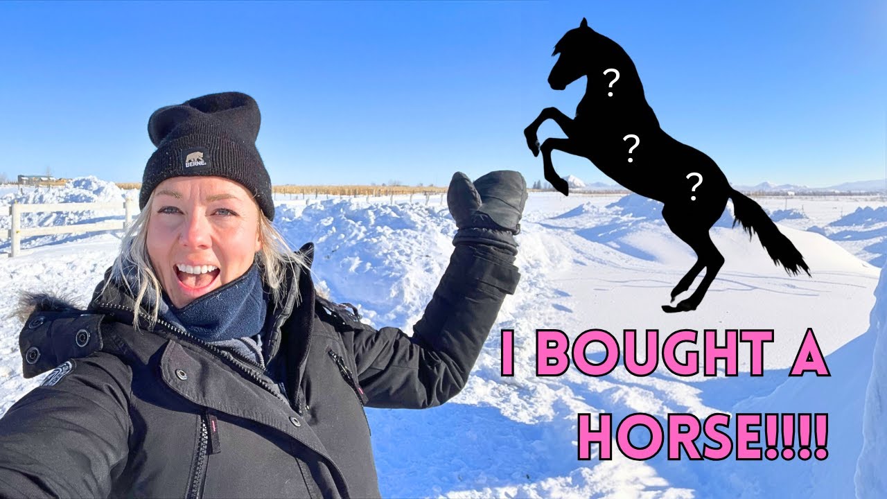New Horse! (What a First Time Buyer Should Look For in a Horse) | EP 1