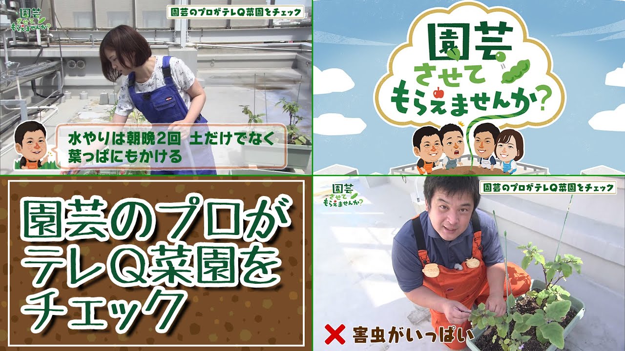 園芸チャンネル【園芸させてもらえませんか？】#1 園芸のプロがテレQ菜園をチェック（2020年9月6日OA）