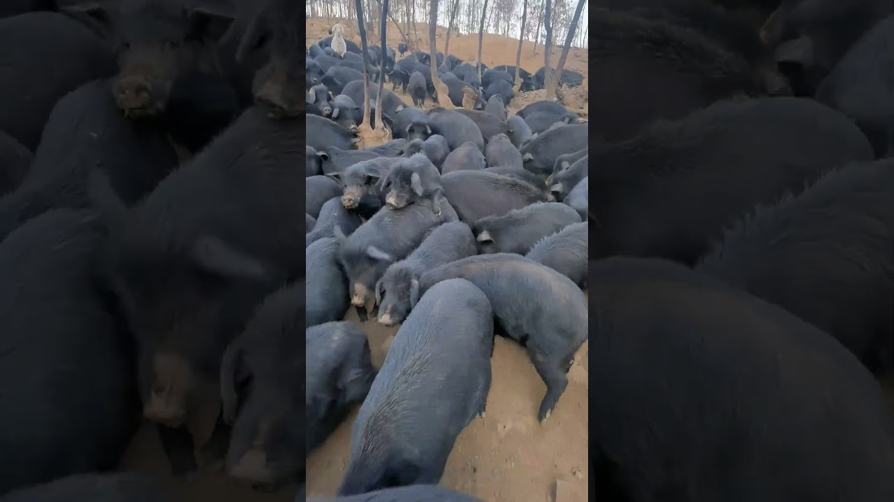 The Largest Pig Farm You've Ever Seen 