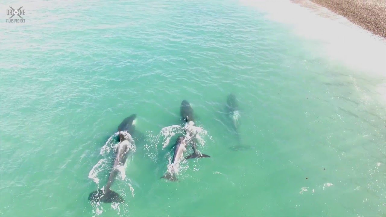 Familia de Orcas en Argentina con Drone