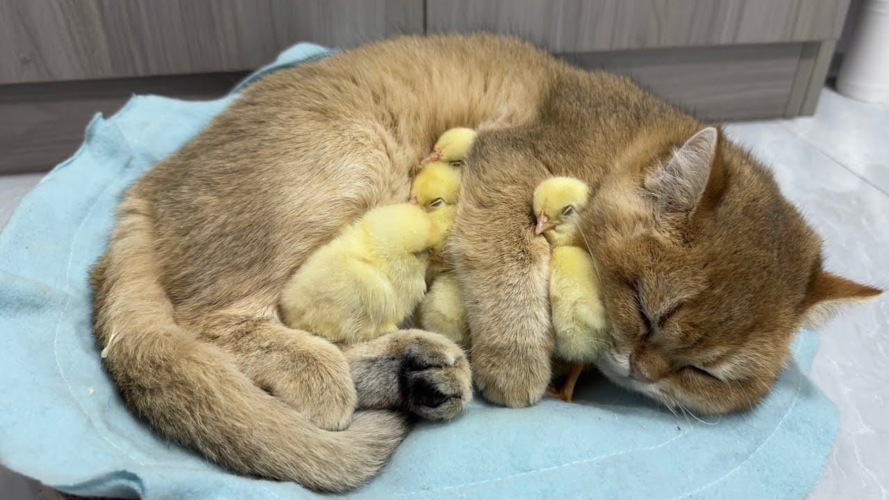 Kittens are qualified chick mothers.  The kitten takes care of the chicks to sleep. cute animal🐥😽