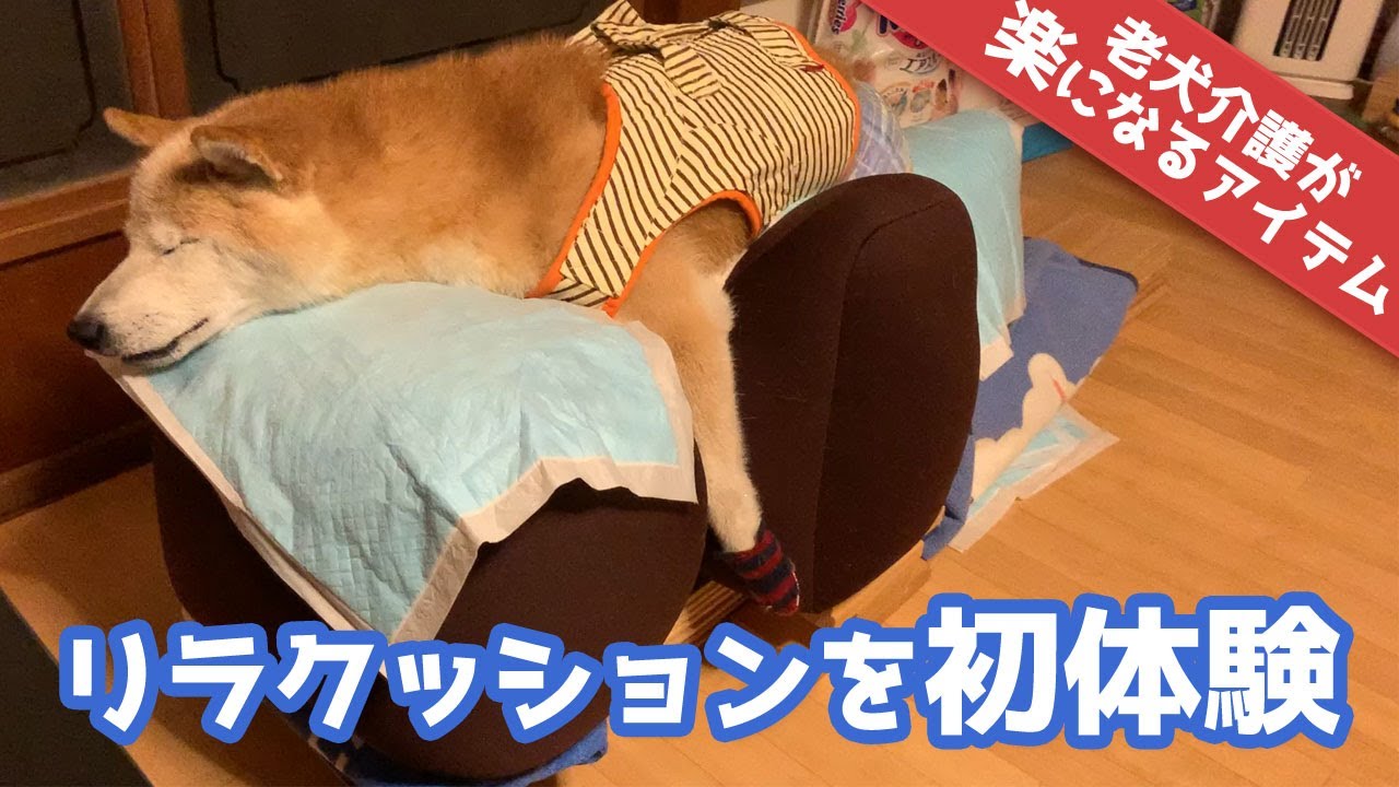 老犬介護：リラクッションを買ってみた
