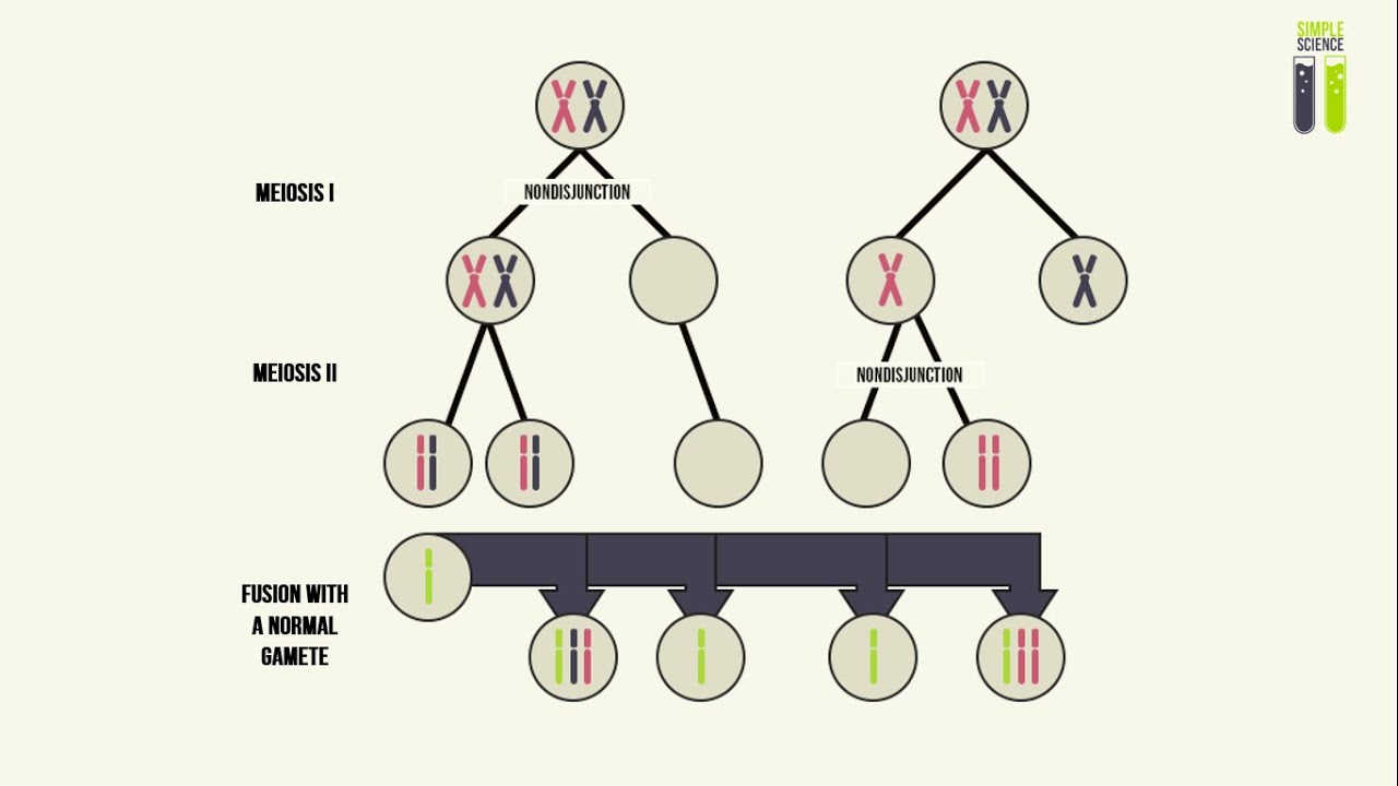 Genetic Mutations - Part 4 - Aneuploidy In Humans (Nondisjunction)