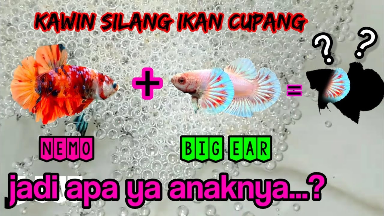 hasil KAWIN SILANG IKAN CUPANG Nemo vs big ear kuping gajah