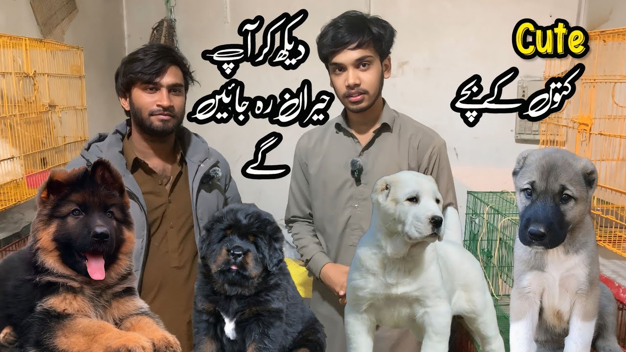 Dog Market Rawalpindi | Top Quality Dogs Special Offer Today | Shahzain Animals Vlogs