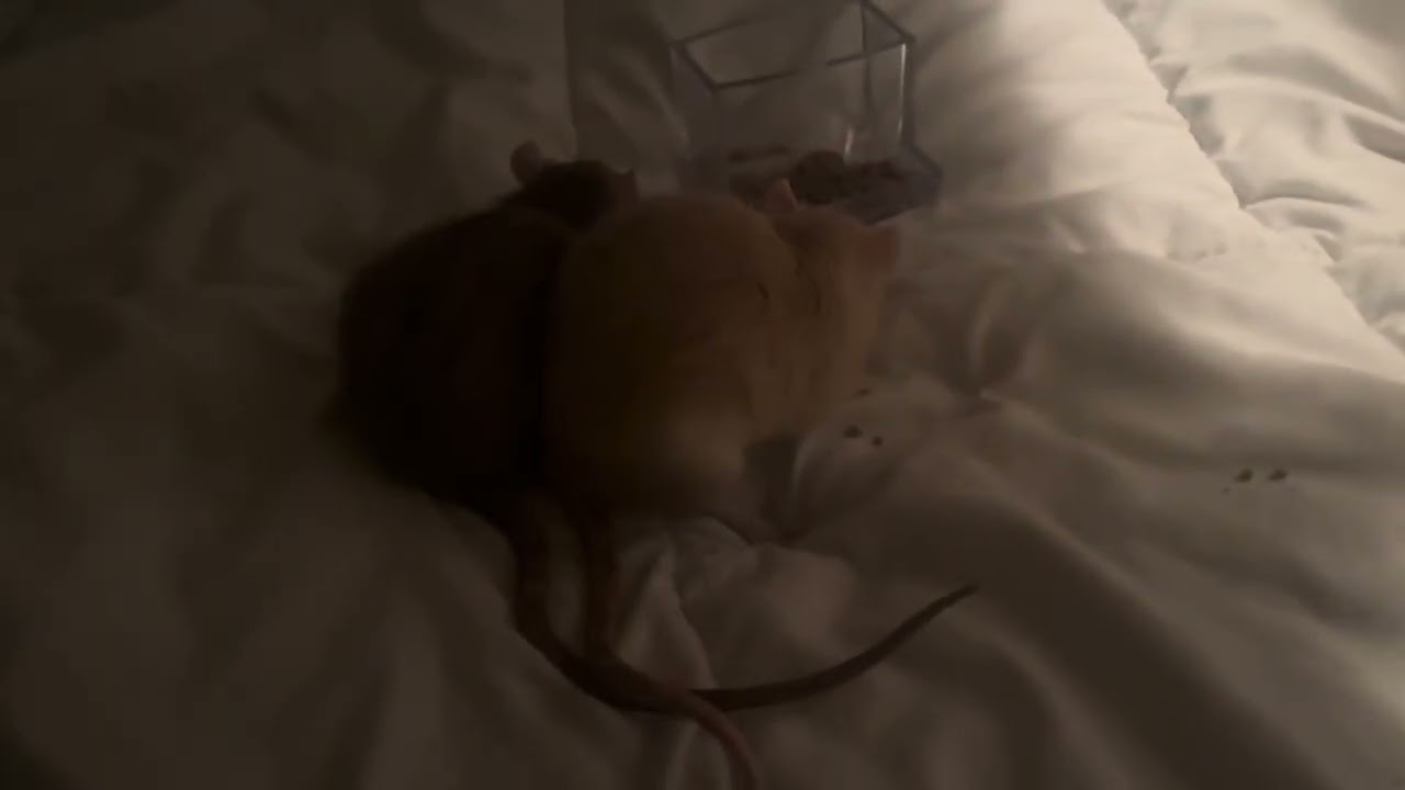 Rats and phone addiction 