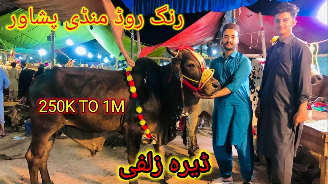 Peshawar Ring Road Mandi Latest Rates Updates Maweshi Mandi Pakistan cow bakra eid Qurbani 2024
