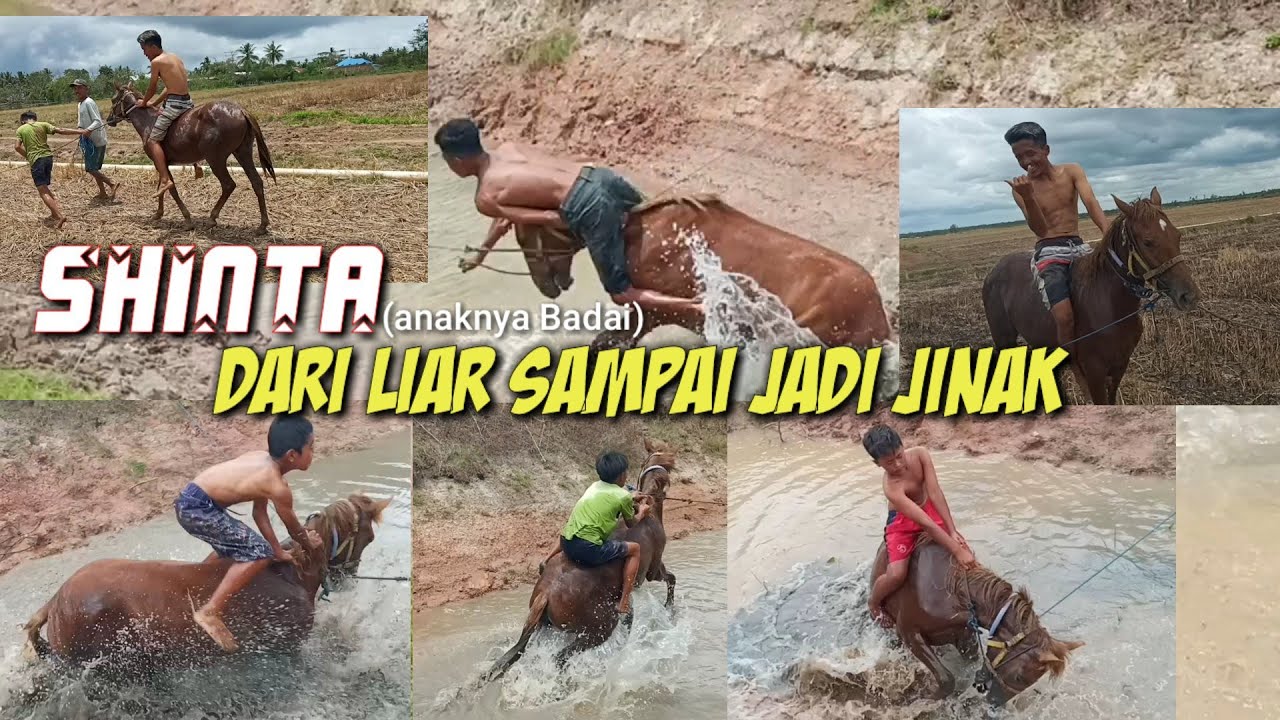 Tutorial Menjinakkan kuda kota Merauke bareng koboy cilik || Shinta anak gadis nya Badai